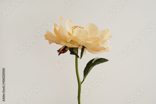 Single Yellow Peony Bloom with Soft Petals, Captured on a Simple Stem Against a Minimalist Background