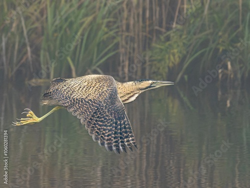 Rohrdommel im Flug photo