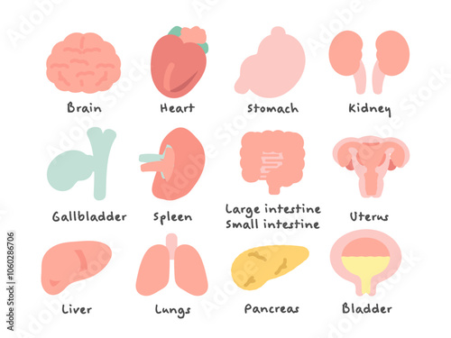脳　臓器　内臓　イラストセット（説明あり）