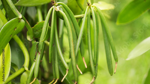 Close up of beautiful vanilla beans. Quality spices from the farm