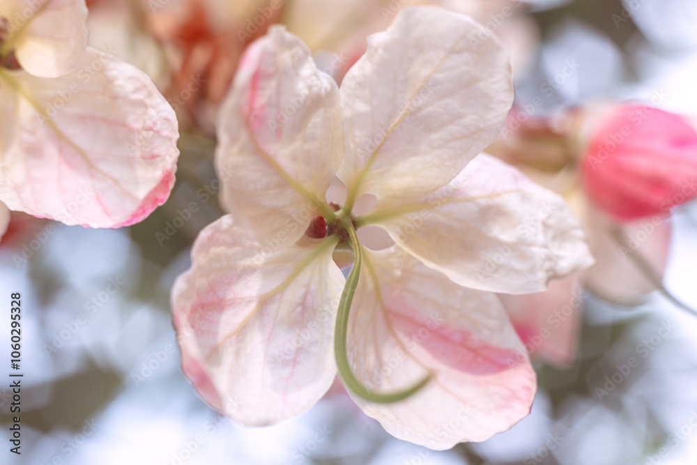 background with pink flower. Wallpaper with exotic flowers. Backdrop with copy space. picture for congratulations. garden flowers. poster for interior. picture for house. flowers close-up, macro photo background with pink flower. Wallpaper with exotic flowers. Backdrop with copy space. picture for congratulations. garden flowers. poster for interior. picture for house. flowers close-up, macro photo