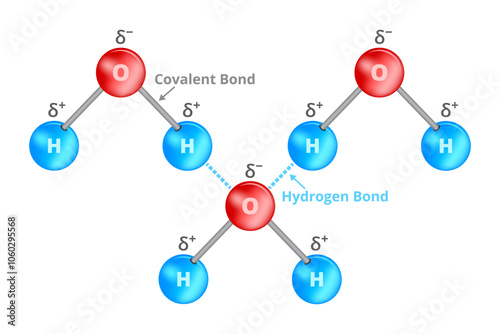 Vector chemical illustration of hydrogen bond or H-bond on water molecule. Dipol-dipol force of attraction, interaction between a hydrogen atom and atoms with high electronegativity such as oxygen.