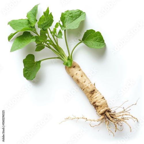 Fingerroot (krachai) with roots and leaves, isolated on white background, perfect pastel tone, whimsical style, high resolution, professional create, very detailed, high quality photo