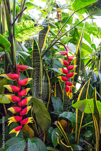 Heliconia (Heliconia rostrata), or hanging claw flower, is a false bird of paradise with bright red flowers and beautiful yellow tips. This photograph was taken in Myanmar during the rainy season. photo