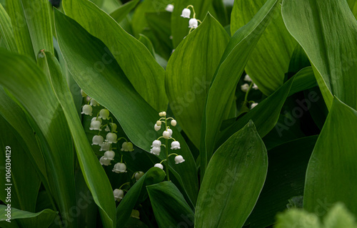 Spring flowers lilies of the valley