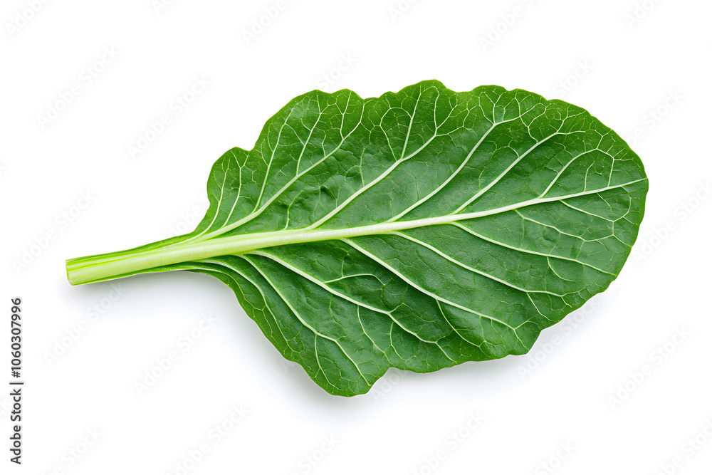 Fresh organic leafy greens, isolated on white background Fresh organic leafy greens, isolated on white background
