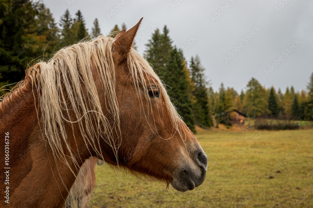 Fototapeta premium horse in the Dolomites