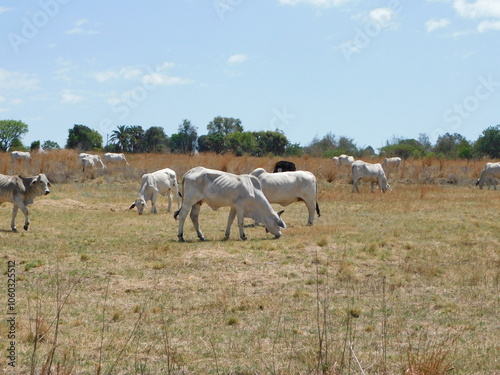 American Brahman Cattle grazing in a golden grass field under a blue sky on a sunny day in South Africa, Gauteng.