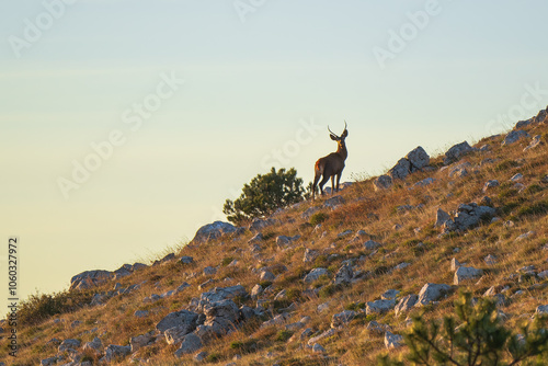A young deer on the ridge looks around.