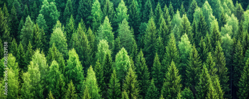 A lush green forest with many trees