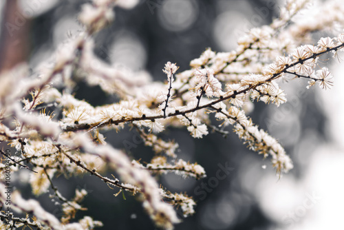 Snow Tree