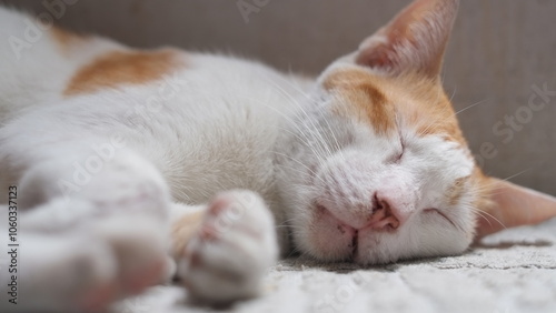 A domestic white yellow cat is sleeping on a mat on the floor