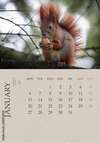 Calendar_2025_ENG_Squirrel. Photo Calendar 2025 ENG with red squirrel size A5. January 2025 year Photo calendar with close-up squirrels. The week starts on Monday. Squirrel holds walnut in its hand. 