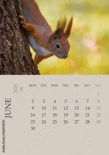 Calendar_2025_ENG_Squirrel. Photo Calendar 2025 ENG with red squirrel size A5. June 2025 year Photo calendar with close-up squirrels. The week starts on Monday. Squirrel holds onto tree trunk.  