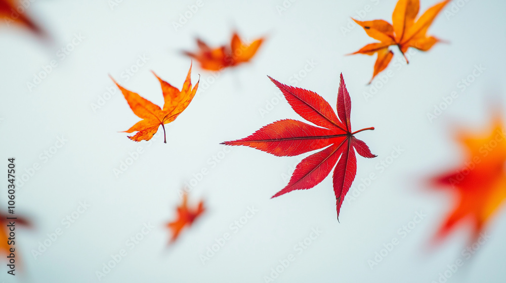red maple leaves, red autumn leaves, autumn leaves isolated on white, autumn background, red maple leaves, fall red maple leaves, red autumn leaves, autumn leaves isolated on white, autumn background, red maple leaves, fall