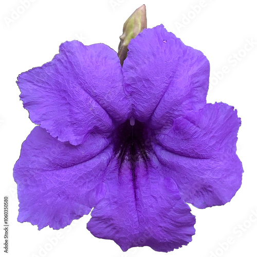 Purple violet flower on transparent background