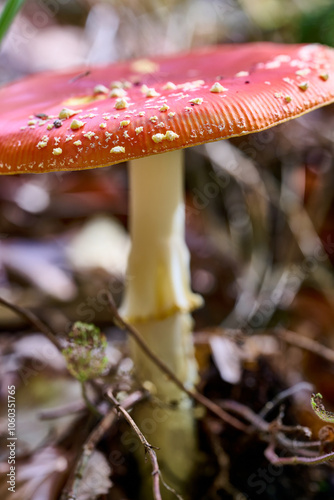 Fliegenpilz im Herbst