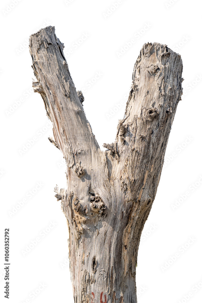 Branch of dead tree dry dead tree isolated on blank background high resolution great details vibrant Branch of dead tree dry dead tree isolated on blank background high resolution great details vibrant