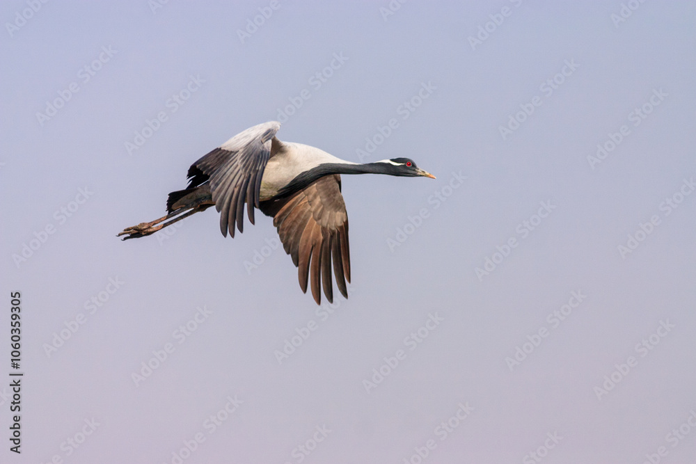 Demoiselle crane (Grus virgo) in flight, Khichan in Rajasthan, India Demoiselle crane (Grus virgo) in flight, Khichan in Rajasthan, India