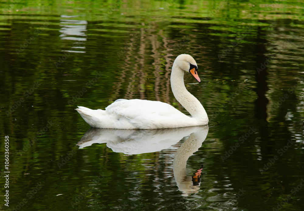 Fototapeta premium Swan on the lake