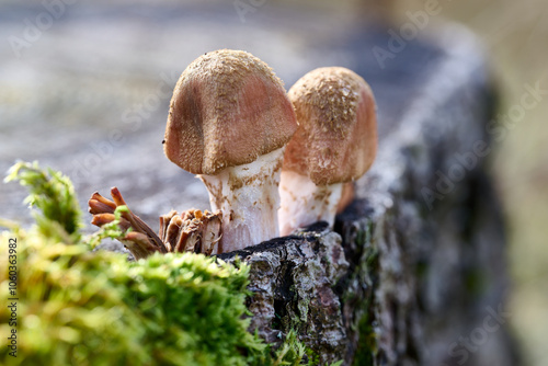 Pilze im Herbst