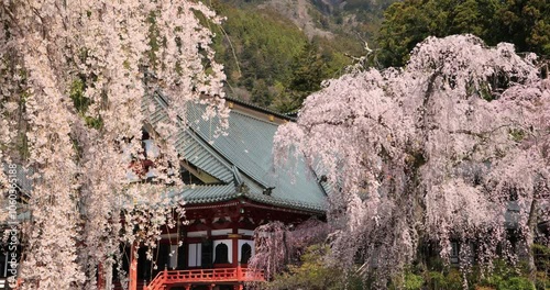 見延山久遠寺の祖師堂と枝垂桜　山梨県
 photo