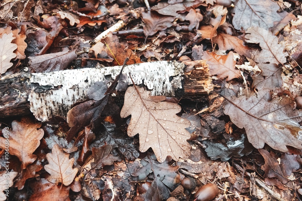 Vue sur des feuilles mortes et bois mort sur le sol en forêt, avec effet de lumière crème mate Vue sur des feuilles mortes et bois mort sur le sol en forêt, avec effet de lumière crème mate