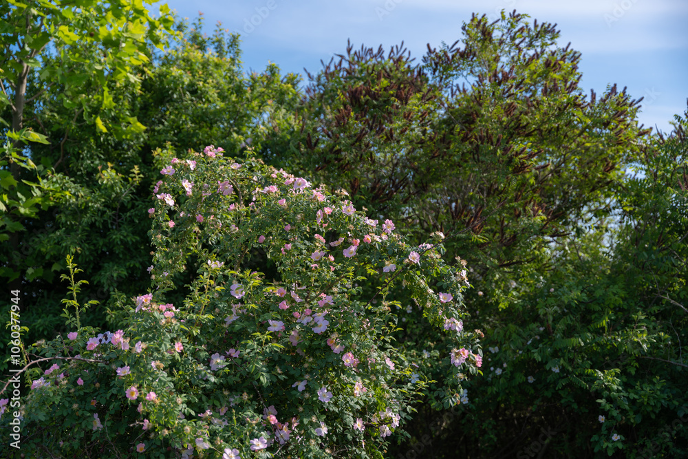 The brier medicinal plant in its natural environment. Pink scented flower scientifically called Rosa Canina queen of wild strawberries or rosehip The brier medicinal plant in its natural environment. Pink scented flower scientifically called Rosa Canina queen of wild strawberries or rosehip