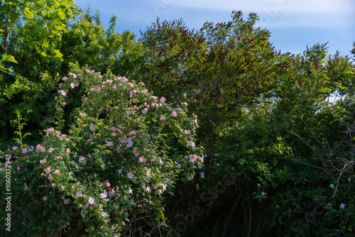 The brier medicinal plant in its natural environment. Pink scented flower scientifically called Rosa Canina queen of wild strawberries or rosehip