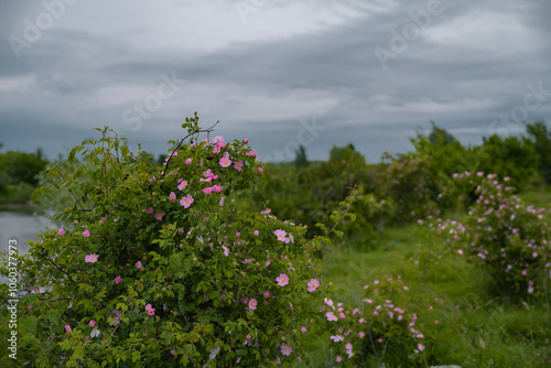 The brier medicinal plant in its natural environment. Pink scented flower scientifically called Rosa Canina queen of wild strawberries or rosehip