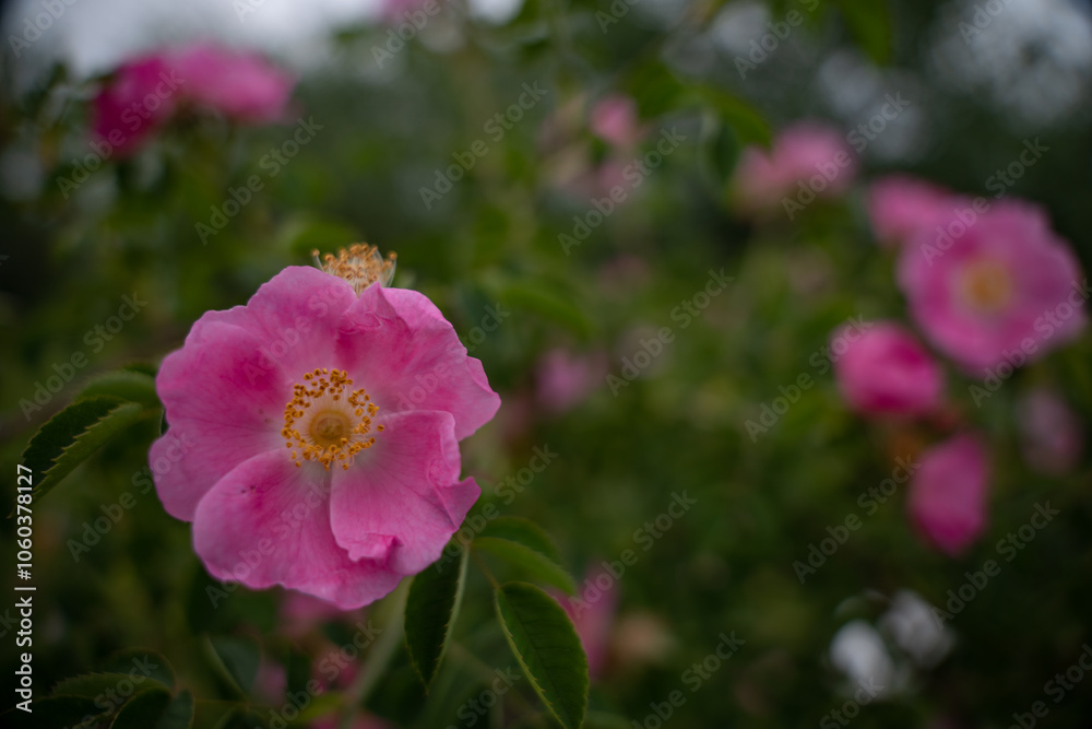 The brier medicinal plant in its natural environment. Pink scented flower scientifically called Rosa Canina queen of wild strawberries or rosehip