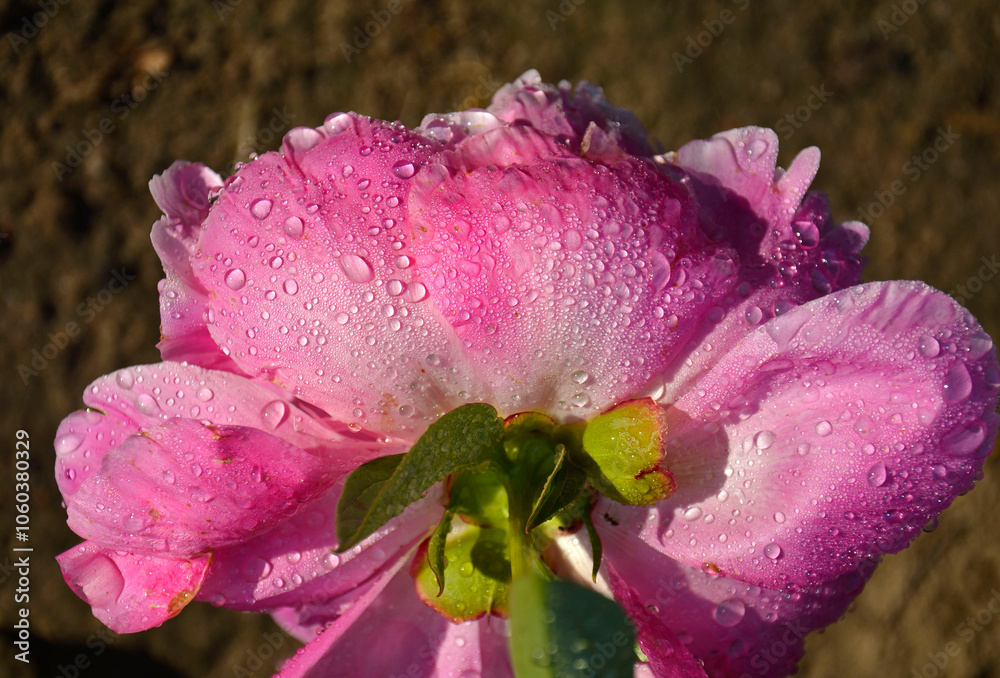 rózowa piwonia chińska, kwiat piwoni z tyłu pokryty rosą, (Paeonia lactiflora), Chinese peony, Chinese herbaceous peony, common garden peony