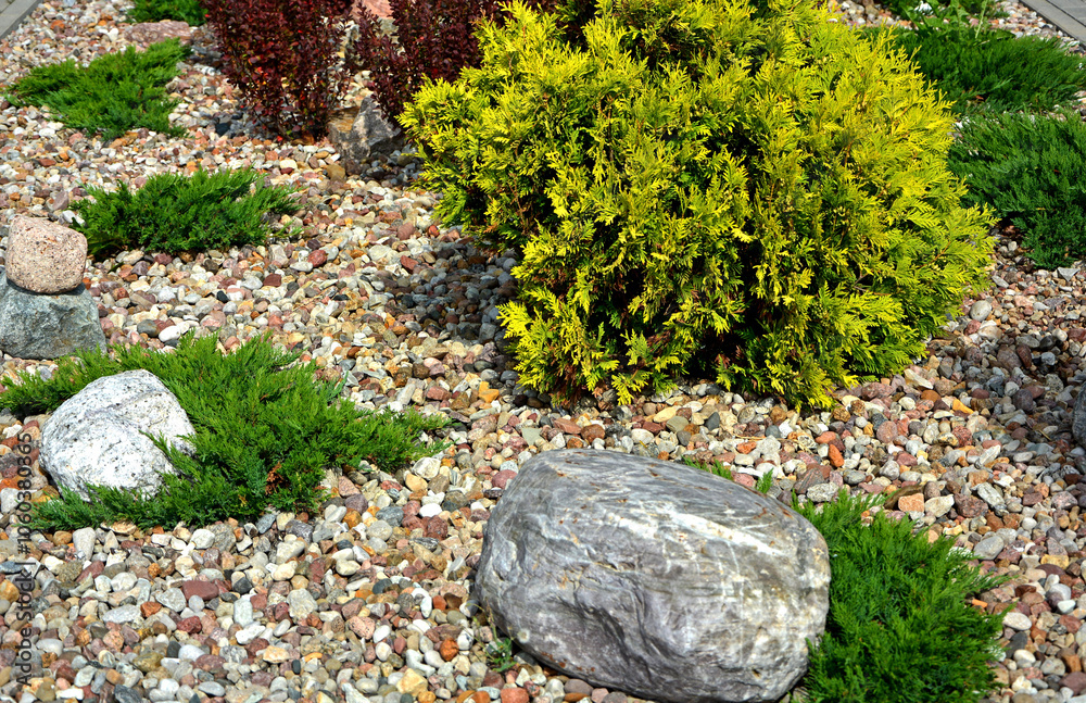 jałowiec płożący i tuja na ogrodowej rabacie, żwirowa rabata z iglakami, Juniperus, Thuja, Coniferous bushes in a flower bed, flower bed with stones and coniferous plants