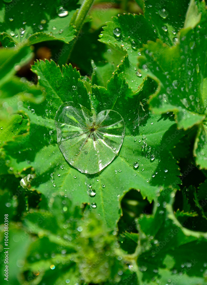 zielony liść przywrotnika pasterskiego z z kroplą wody w kształcie serca, przywrotnik pasterski, Alchemilla monticola, alchemilla covered with the raindrops, hairy lady's mantle