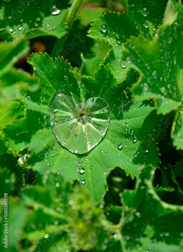 Obraz na płótnie zielony liść przywrotnika pasterskiego z z kroplą wody w kształcie serca, przywrotnik pasterski, Alchemilla monticola, alchemilla covered with the raindrops, hairy lady's mantle w salonie