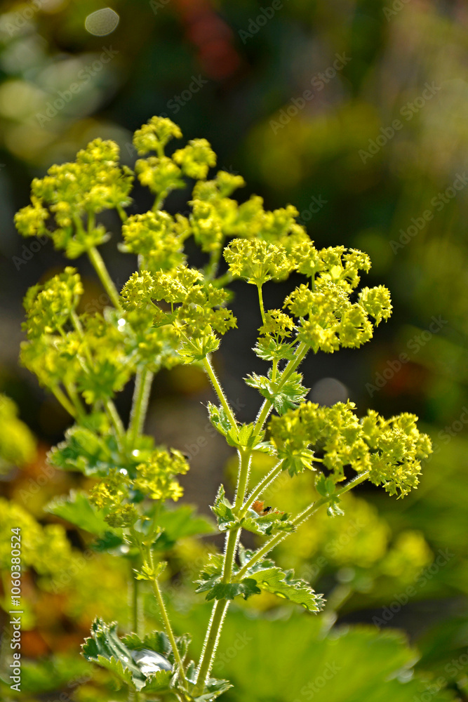 kwitnący przywrotnik pasterski, Alchemilla monticola, żółte kwiaty przywrotnika, hairy lady's mantle, Alchemilla, lady's-mantle plant with green leaves and yellow flowers in the garden.