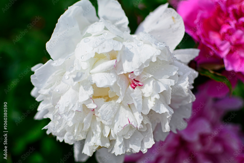 biała piwonia chińska (Paeonia lactiflora), Chinese peony, Chinese herbaceous peony, common garden peony