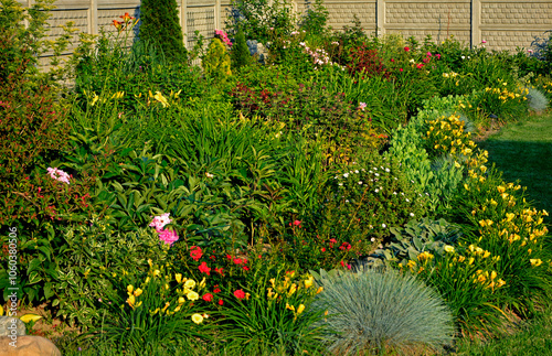 Obraz na płótnie kolorowa rabata kwiatowa otoczona niskimi liliowcami odmiany Stella d'Oro, kwietnik otoczony obwódką z żółtych liliowców, Hemerocallis, Stella D'Oro Daylily Garden
w salonie