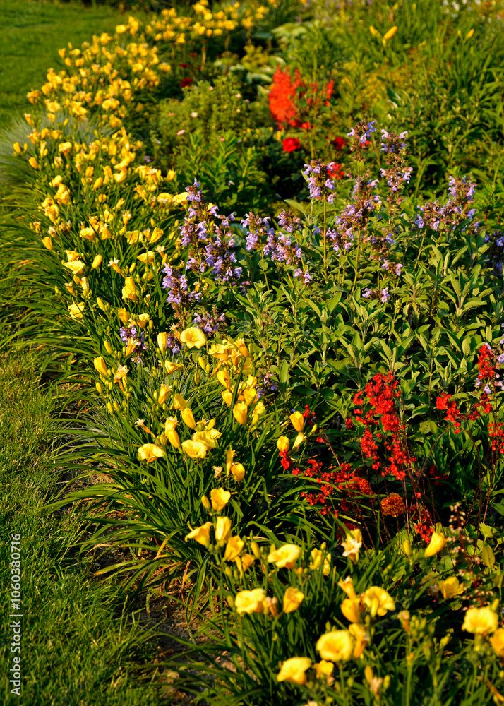 kolorowa rabata kwiatowa otoczona niskimi liliowcami odmiany Stella d'Oro, kwietnik otoczony obwódką z żółtych liliowców, Hemerocallis, Stella D'Oro Daylily Garden