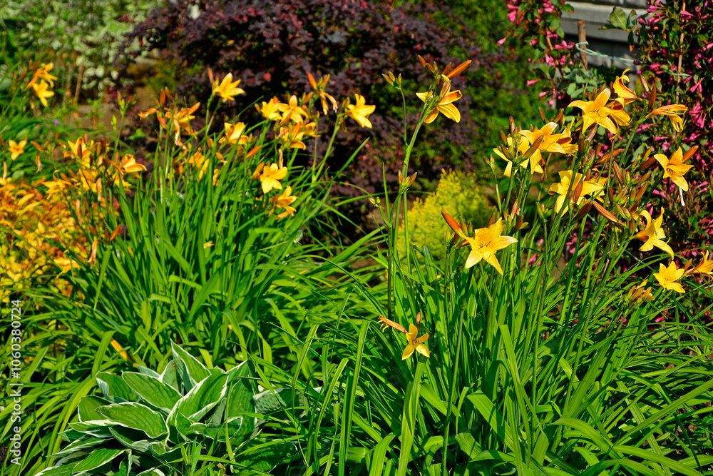 żółte liliowce (Hemerocallis Dumortieri), majowy liliowiec, daylily, day lily, ditch-lily
