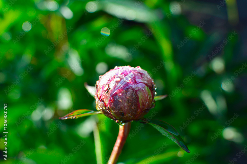 pąk kwiatowy piwonia chińska (Paeonia lactiflora), pąk piwoni pokryty kroplami rosy, Chinese peony, Chinese herbaceous peony, common garden peony