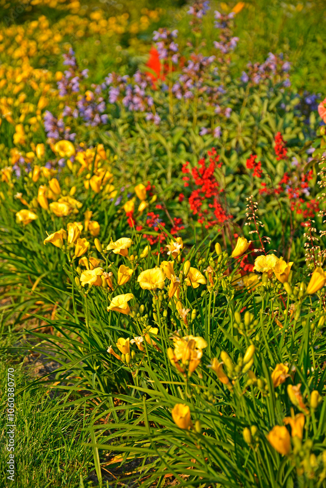 kolorowa rabata kwiatowa otoczona niskimi liliowcami odmiany Stella d'Oro, kwietnik otoczony obwódką z żółtych liliowców, Hemerocallis, Stella D'Oro Daylily Garden