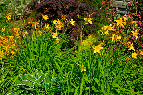 żółte liliowce (Hemerocallis Dumortieri), majowy liliowiec, daylily, day lily, ditch-lily	 photo