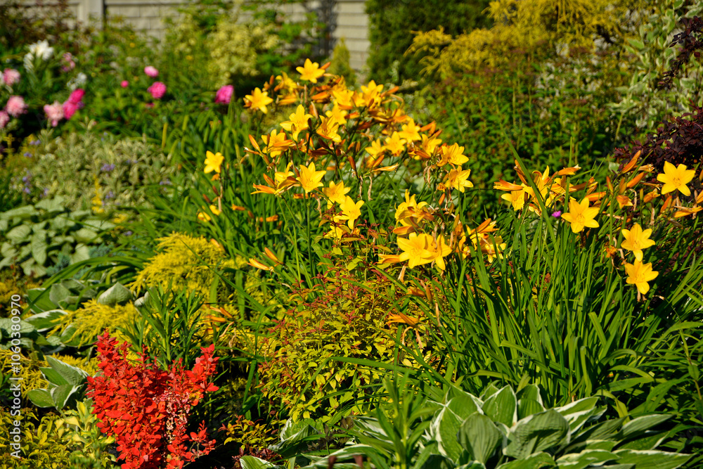 piękny ogród, rabata z bylinami i krzewami w wiosennym ogrodzie, kolorowa rabata w ogrodzie, flowerbed with perennials, Liliowiec Dumortiera, Hemerocallis dumortieri, gardem design