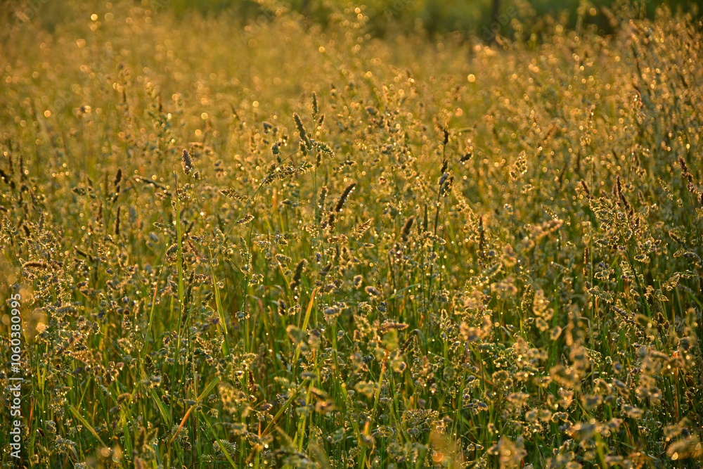 kwitnące, dzikie trawy w słońcu, dzika trawa na łące w promieniach słońca, Blooming wild high grass in nature at sunset, Close up of wild grass in the meadow at sunset background