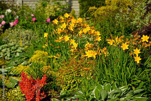 Obraz na płótnie piękny ogród, rabata z bylinami i krzewami w wiosennym ogrodzie, kolorowa rabata w ogrodzie, flowerbed with perennials, Liliowiec Dumortiera, Hemerocallis dumortieri, gardem design
w salonie