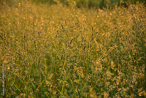 Obraz na płótnie kwitnące, dzikie trawy w słońcu, dzika trawa na łące w promieniach słońca, Blooming wild high grass in nature at sunset, Close up of wild grass in the meadow at sunset background w salonie