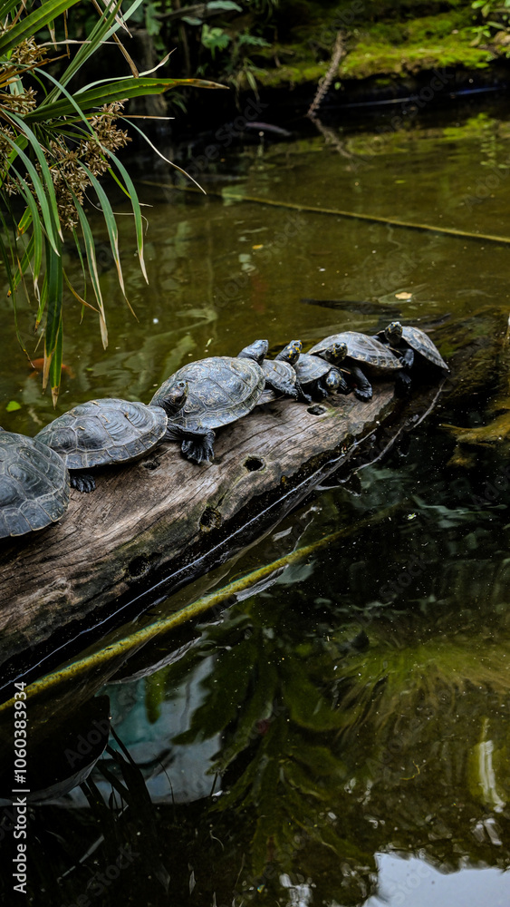 Tortugas en fila sobre un tronco en laguna verde Tortugas en fila sobre un tronco en laguna verde