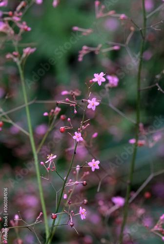 ピンク色の小さなハゼランの花 photo