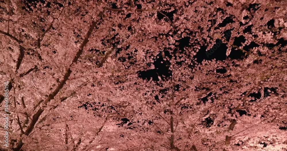 弘前公園の桜トンネルを歩く 青森県 弘前公園の桜トンネルを歩く 青森県